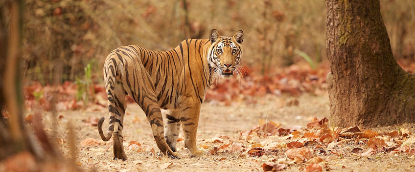 Ranthambore Tour Packages